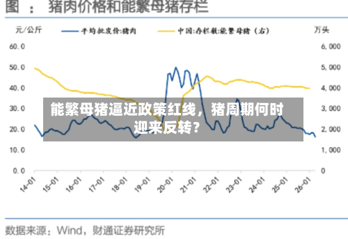 能繁母猪逼近政策红线，猪周期何时迎来反转？-第2张图片