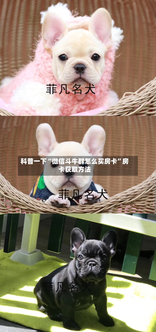 科普一下“微信斗牛群怎么买房卡	”房卡获取方法-第2张图片