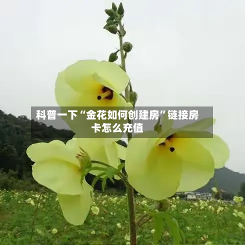科普一下“金花如何创建房”链接房卡怎么充值-第2张图片