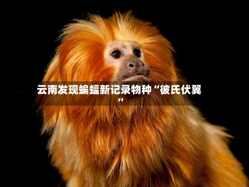 云南发现蝙蝠新记录物种“彼氏伏翼”-第3张图片