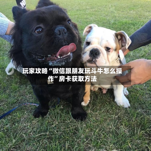 玩家攻略“微信跟朋友玩斗牛怎么操作”房卡获取方法-第3张图片