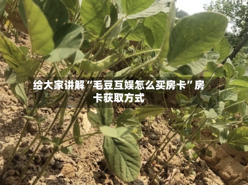 给大家讲解“毛豆互娱怎么买房卡”房卡获取方式-第2张图片