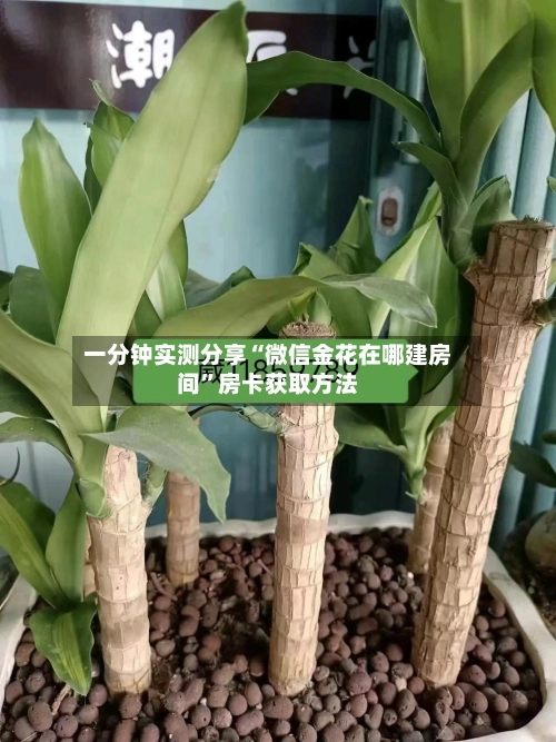 一分钟实测分享“微信金花在哪建房间”房卡获取方法-第2张图片