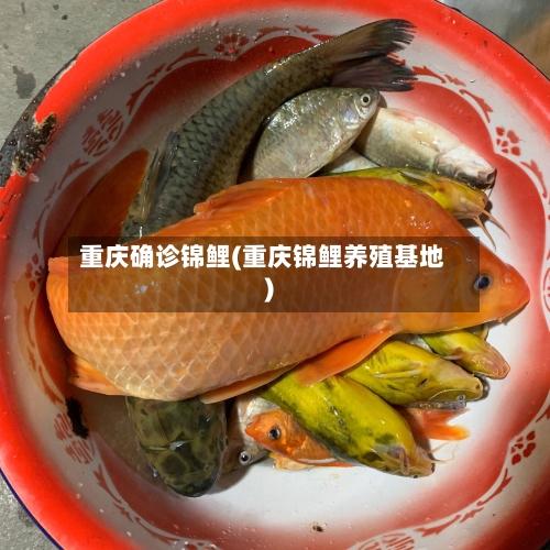 重庆确诊锦鲤(重庆锦鲤养殖基地)