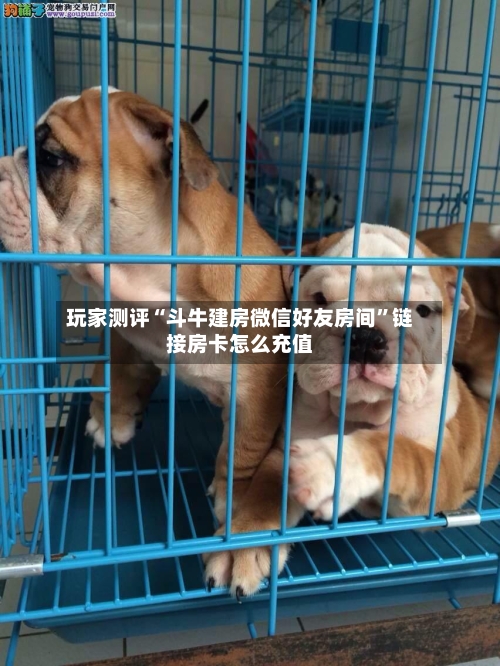 玩家测评“斗牛建房微信好友房间”链接房卡怎么充值-第2张图片