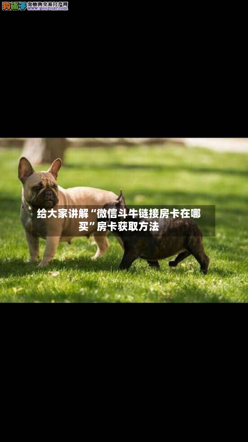 给大家讲解“微信斗牛链接房卡在哪买	”房卡获取方法-第2张图片