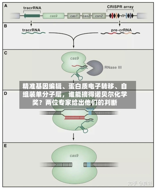 精准基因编辑、蛋白质电子转移、自组装单分子层，谁能摘得诺贝尔化学奖？两位专家给出他们的判断-第3张图片