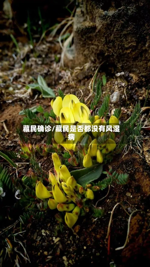 藏民确诊/藏民是否都没有风湿病-第2张图片