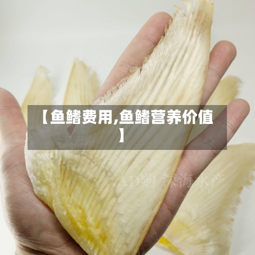 【鱼鳍费用,鱼鳍营养价值】-第3张图片