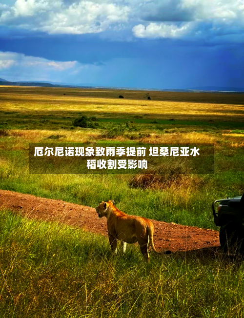 厄尔尼诺现象致雨季提前 坦桑尼亚水稻收割受影响