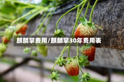 麒麟掌费用/麒麟掌30年费用表-第2张图片